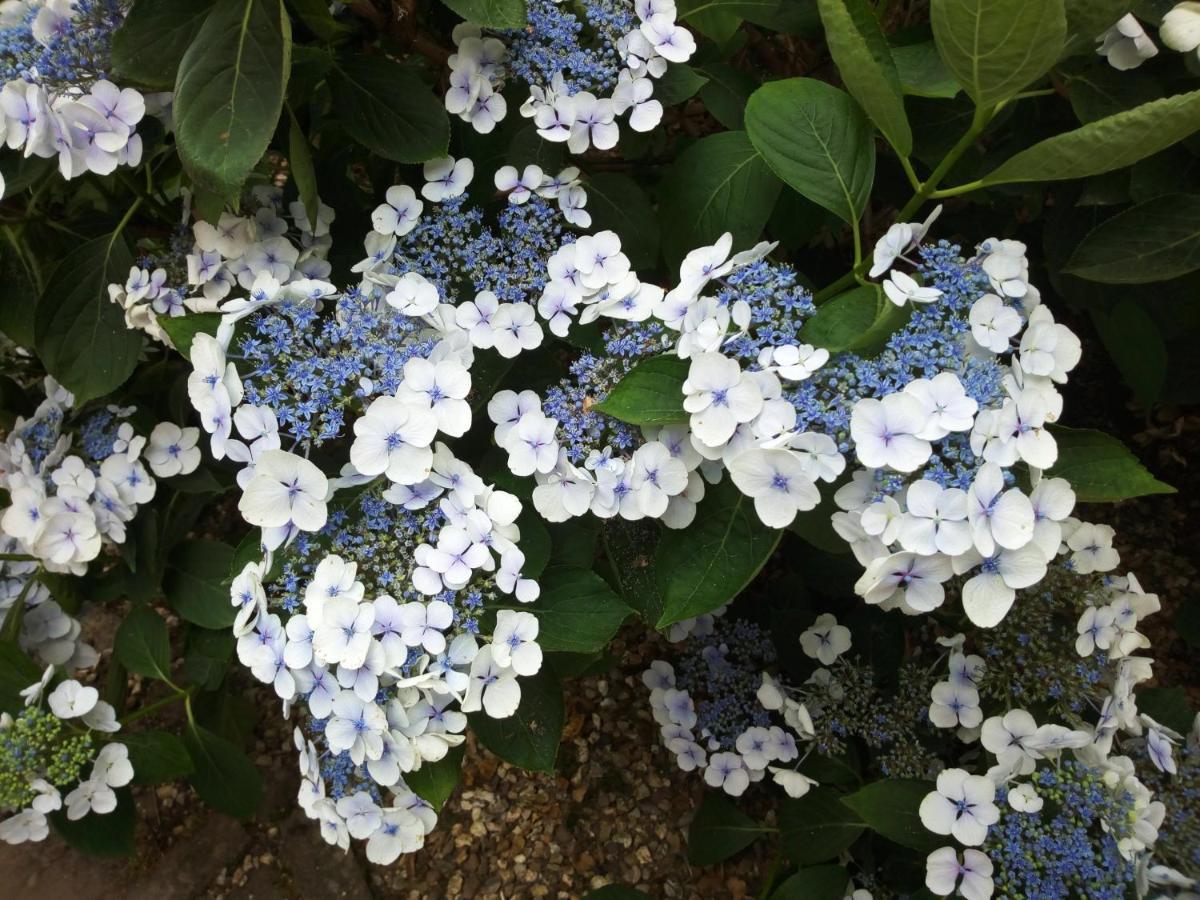 Les Hortensias La Feuillie  Exterior foto